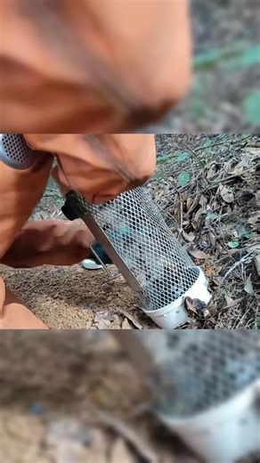 Safe Removal of Wasp Nest in Forested Area