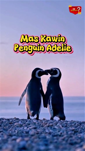 Why do Adelie penguins have their wedding rings made of pebbles? 😱