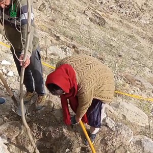 AKRSP, as part of its Climate Initiatives, has collaborated with the Baltit community in Hunza to plant over 5,000 forest trees. The community further plans to convert more than 600 kanals of barren land into forest. 🌳AKRSP aims to plant five million trees from 2021 to 2026 and has already planted 51 million trees across Gilgit-Baltistan and Chitral. Aga Khan Development Network Aga Khan Foundation #AKDN #AKRSP #AKF #RuralDevelopment #ClimateAction #COP29 #COP29Azerbaijan | Aga Khan Rural Suppo