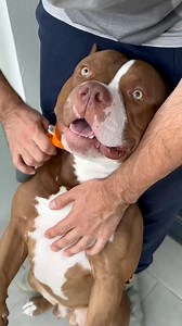 7K views · 182 reactions | CHOCO BATH TIME 識 The link for all products is in my bio﫶 #dog #asmr #americanbully #shorts | Jessica Davis | Facebook