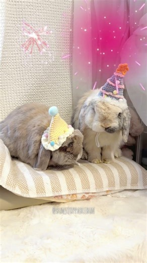 Happy New Years! #petbunny