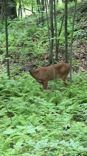 Why is This Deer watching Me and Not Running Away? 🦌 #deer #hikingadventures