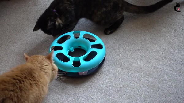 Save Your Couch! Expert Tips to Get Your Cat to Use a Scratching Post!