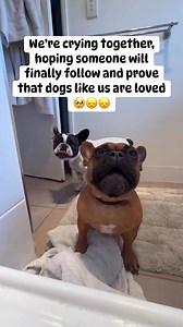 We’re crying together, hoping someone will finally follow and prove that dogs like us are loved 🥹.”#DogsOfFacebook #DogLove #DogLovers #DogLife #RescueDog #AdoptDontShop #ForeverHome | Bark Vibes