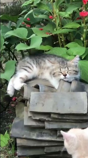 Best Cute Cats😹Funny Fail ops Moments Viral Clips #shorts Video😂|| #trending #animals #funny #reels