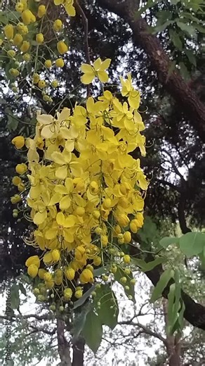 Golden Shower Tree yellow flowers blowin in the wind vdo file, yellow flowers in the park