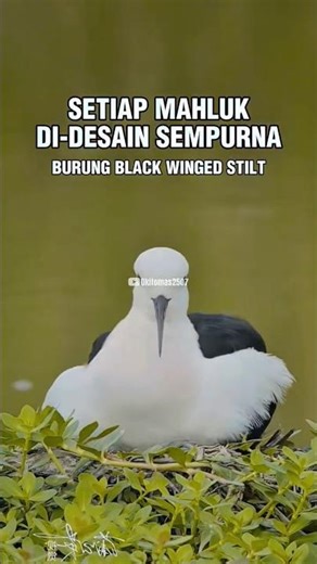 Setiap Mahluk Didesain Sempurna💕#shorts #viral #love #life #bird #beauty #song #nice #vibes #forest