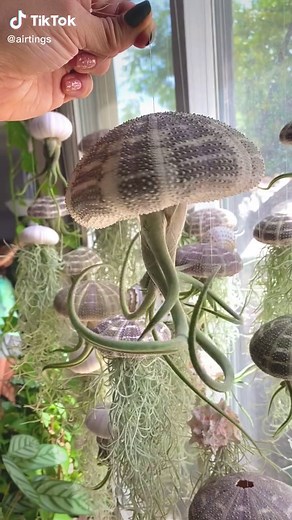 Creating Stunning Air Plant Jellyfish - 50 Orders Celebration