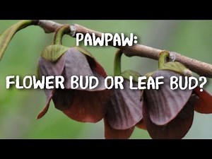 Pawpaw (Asimina triloba)Trees: How to Tell a Leaf Bud From a Flower Bud