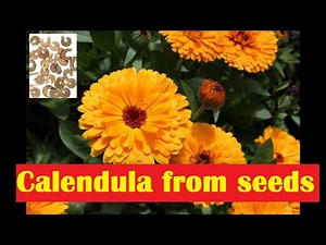 How to grow Calendula from seeds