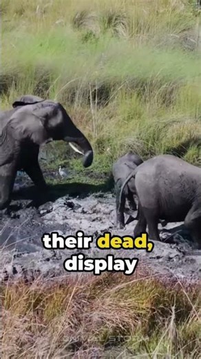 "Why Do Elephants Cry? 🐘💧 The Emotional Truth Behind Their Tears!"