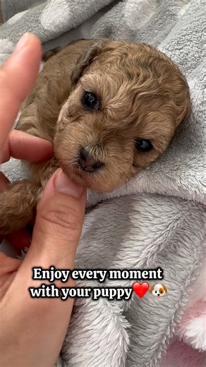 Peanut Maltipoo puppy and her BEFORE&AFTER look😊🐶They grow up so fast😢❤️ #maltipoodle #maltipoos #maltipoosofinstagram #maltipoopuppy #maltipoolove #cutestpuppy #cutestdogs #cutestdogsever #dogslife #bestfriend #bestfriendsforever #dog #dogsofinsta #dogsofig #puppies #puppiesofinstagram #fluffypuppy #fluffypuppies #doodlepuppy #doodlepup #cutestdoodles #doodlelove #doodleoftheday #puppyoftheday | MLA Pets - My Little Angels