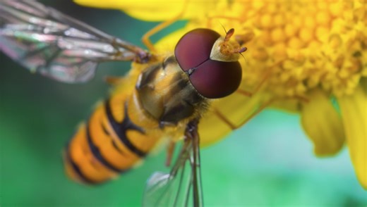 A 10-Minute Beginner's Guide to Macro Photography