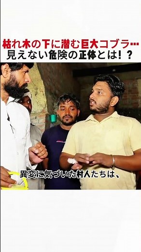 枯れ木の下に潜む巨大コブラ… 見えない危険の正体とは！？ #コブラ #野生動物 #危険生物 #捕獲作戦 #自然の脅威