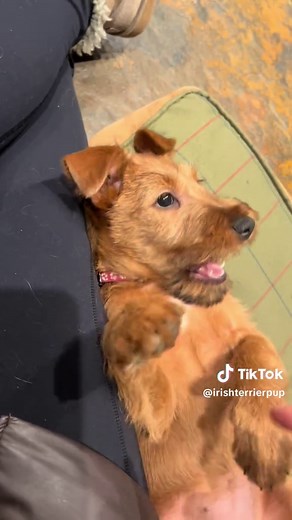 Irish Terrier Puppies Playing: Adorable Moments