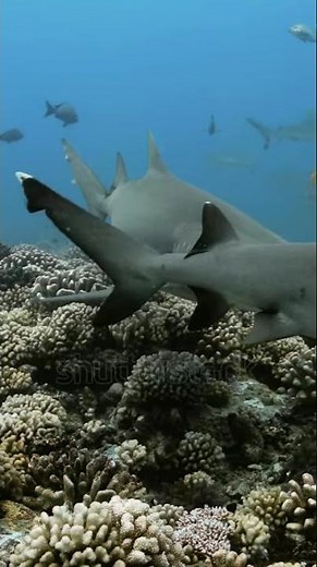 SMS Broadcast|Telegram:my911sms