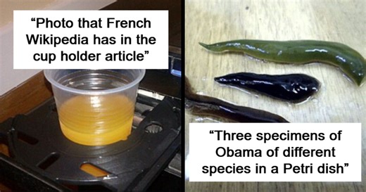 50 Times People Found Gems On Wikipedia That Were Too Funny Not To Share (New Pics)