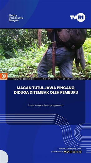 Macan Tutul Pincang, Diduga Ditembak Oleh Pemburu
