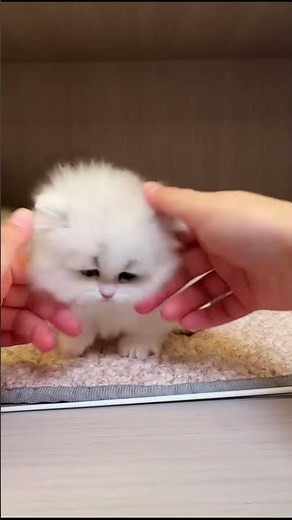 Tiny White Fluffy Kitten Being Gently Held in a Wooden Cattery 🐾 Pink Paws Close-Up