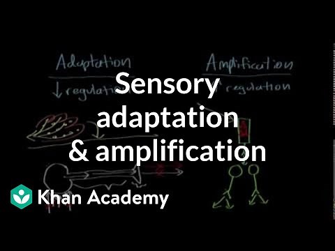 Sensory adaptation and amplification | Processing the Environment | MCAT | Khan Academy