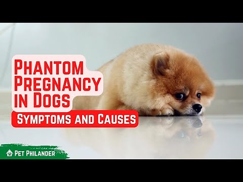 Phantom Pregnancy in Dogs Symptoms and Causes ! Pet Health