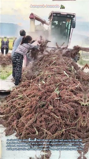 🌾 تجهيز حبوب الذرة الرفيعة بالآلة: كيف تفصل الحبات الحمراء عن السيقان وتحمّلها للشاحنة