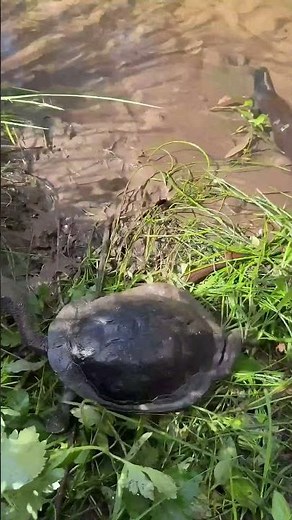 Common snake - necked turtle and common long - necked turtle