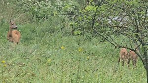 Stirna prausia savo vaiką... Gal nesate matę tokio dalyko? Pamatykite! Tai tiesioginė retransliacija to, ką su Teruliu stebėjom pro langą. Šiandien jūs galite visiškai tiesiogiai prisidėti prio šio privataus mano draustinio išsaugojimo: būtent tam dedikuota naujausia mano knyga „Iš Vasarvidžio vados“. Kiekvienas įsigytas knygos egzempliorius - tai galimybė rūpintis teisine mano išpirktų teritorijų apsauga ir ginti šį gamtiškai vertingą turtą nuo institucinių monstrių ilčių. Nuoširdžiai dėkoju ki