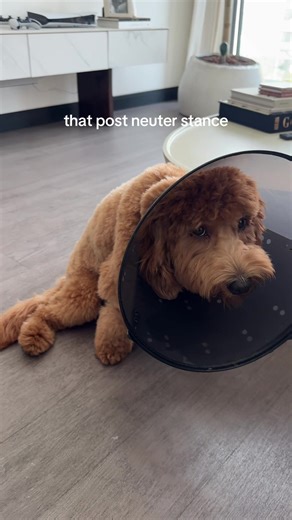 Teddy's Neutering Journey: Day 1 Recovery