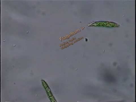 Euglena