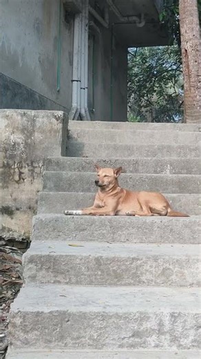 Beautiful Dog in Village Life 🐕 | Peaceful Beautiful Village Life | Rural Nature