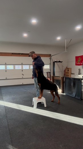 2K views · 28 reactions | Using a step stool to work on pivoting on kaapos back feet. Also teaching him to follow my body movements. When I move he’s expected to move with me unless otherwise told to sit stand or down. This helps him a lot with his heeling and control. #rottweiler #doglover #goodboy #practice #pivot | Semper k9s | Facebook