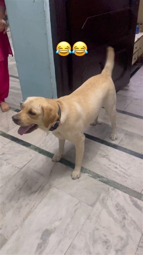 Mili🐶🐶#viral #dog #trending #trendingshorts #viralshort #youtubeshorts #youtube #new #like #cute