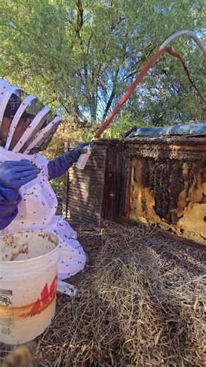 eatin on it #killerbee #killerbeeguy #honeybees #invasivespecies