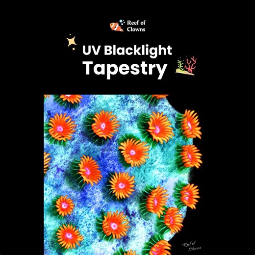 Meteor Shower Cyphastrea | UV Blacklight Coral Tapestry, Neon Reef Wall Art, Psychedelic Aquarium Decor, Fluorescent Coral Art, Reef Tank - Etsy UK