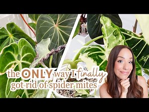 how i actually got rid of spider mites for good 🕷️🌿 | step-by-step + 3 week update