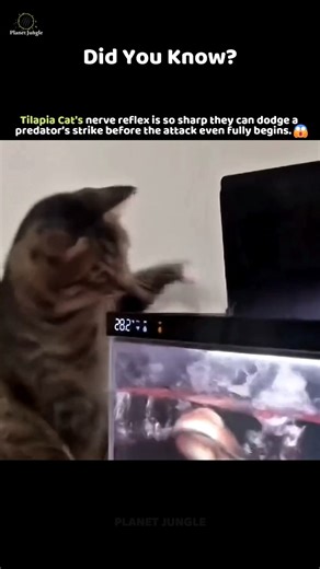 This Cat is Faster Than You Think! #catreflex #fastestcat #animalshorts