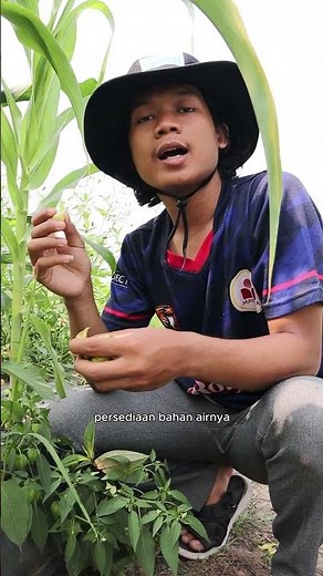 Buah Ciplukan_Warisan Alam yang Tak Lekang Oleh Zaman