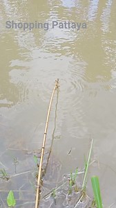 2.8K views · 39 reactions | #fishing #fish hook #ใส่เบ็ดปลาช่อน | ชายไทย | Facebook