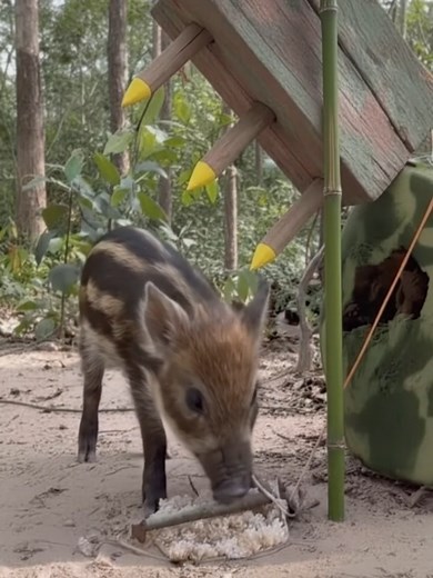 Pig Trap from Nature – OMG This Is Amazing. #wildboar #pigtrap #wildboartrap #animals