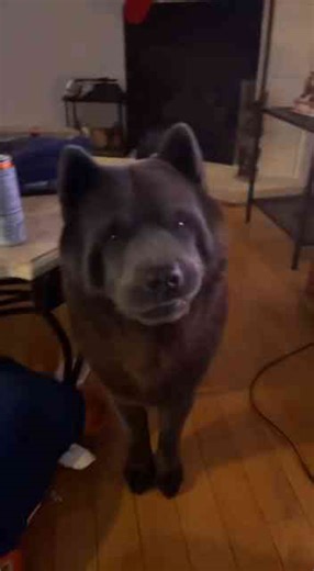 Growing dog personality and I’m not ready for the changes