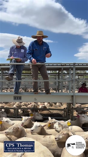 📈🐑Heavy and Trade Lambs Attract Keen Buyer Interest🐑📈 📍Dubbo Regional Livestock Markets Prime Sheep and Lamb Market Report: Monday January 12, 2026 🔥Highlights: 🔥 ✅CPS Thomas Ballhausen & Irvine topped the Crossbred ewe market selling a pen of heavy, quality Crossbred ewes for $345/head (Video attached). 🟢They sold a pen of June shorn, Merino ewes, for $293.6/head. 🟢Cps Thomas sold a quality run of second cross Dorset lambs reaching $354/head. 🟢They sold a pen of heavy Prime Line lambs
