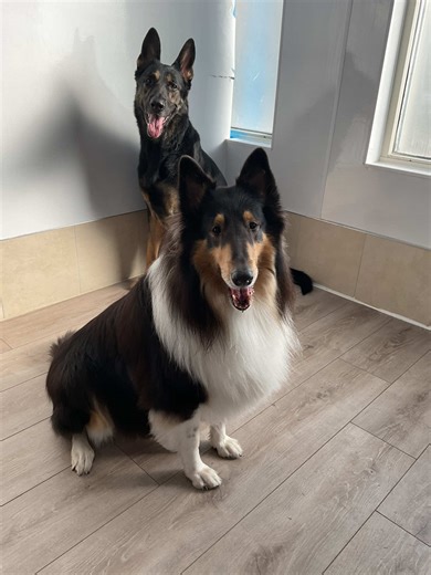 Our townies have different temperaments and play styles, but one thing they all like… seeing who’s standing by the door😂 #viral #fypシ #fyp #doggydaycare #dogsofttiktok