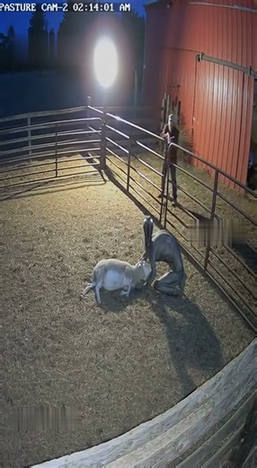 Farm cam records a strange visitor and a sheep