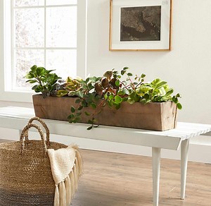 Peperomia is a Highly Tolerant Houseplant