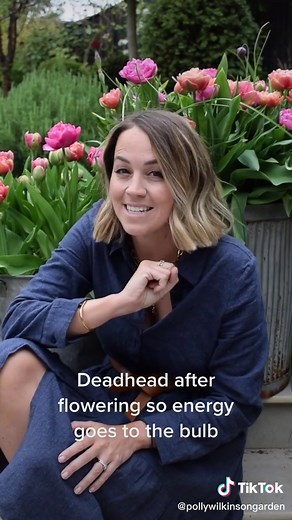 Tulips 101: Planting, Care & Deadheading