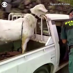 EVACUATION: Farm animals were moved from the area around an active volcano on the island of La Palma in Spain on Monday. https://cbsn.ws/3EASNyZ | CBS News
