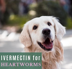 Is Slow-Kill the Safest Heartworm Medicine and Treatment for Your Dog?