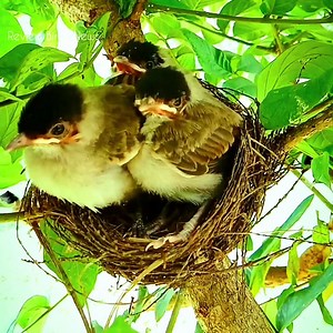 162K views · 2.4K reactions | Sooty - headed bulbul Birds Three baby birds wait for their mother to feed them | Review Birds News | Facebook