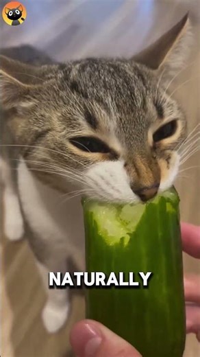 5 Healthy Foods For CATS